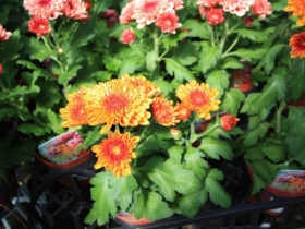 ８月入荷中の花苗の紹介