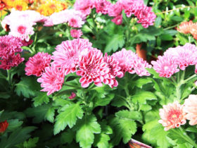 ８月入荷中の花苗の紹介