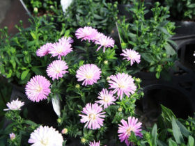 ８月入荷中の花苗の紹介