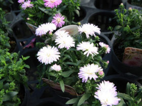 ８月入荷中の花苗の紹介