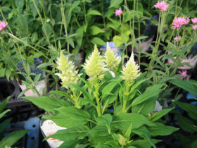 ８月入荷中の花苗の紹介