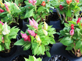 ８月入荷中の花苗の紹介
