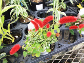 ８月入荷中の花苗の紹介
