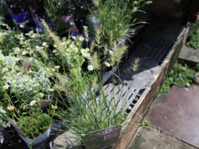８月入荷中の花苗の紹介