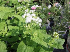 ８月入荷中の花苗の紹介