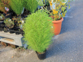 ８月入荷中の花苗の紹介