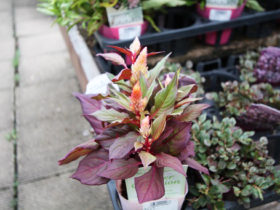 ９月入荷中の花苗の紹介