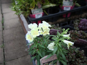 ９月入荷中の花苗の紹介