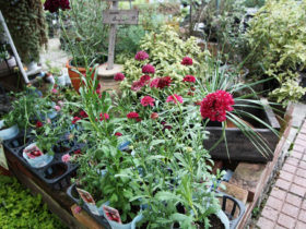 ９月入荷中の花苗の紹介