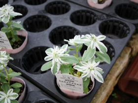 ９月入荷中の花苗の紹介