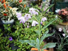 ９月入荷中の花苗の紹介