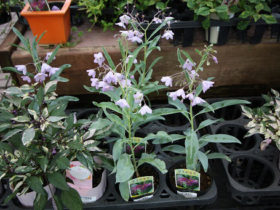 ９月入荷中の花苗の紹介
