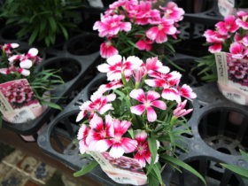 ９月入荷中の花苗の紹介