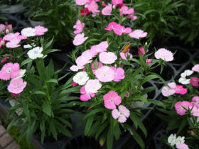 ９月入荷中の花苗の紹介