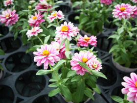 ９月入荷中の花苗の紹介
