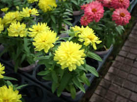 ９月入荷中の花苗の紹介