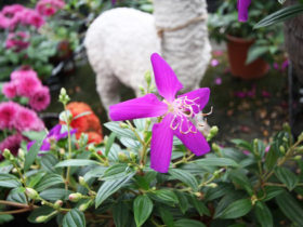 ９月入荷中の花苗の紹介