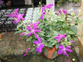 ９月入荷中の花苗の紹介
