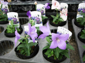 ９月入荷中の花苗の紹介