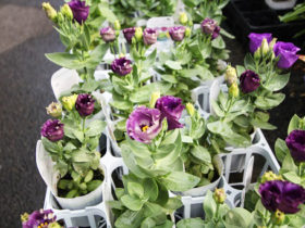 ９月入荷中の花苗の紹介