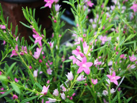 ９月入荷中の花苗の紹介