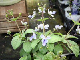 ９月入荷中の花苗の紹介