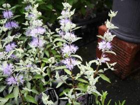 ９月入荷中の花苗の紹介