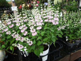 ９月入荷中の花苗の紹介