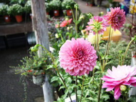 ９月入荷中の花苗の紹介