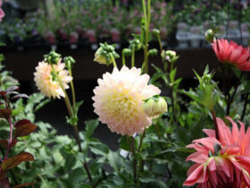 ９月入荷中の花苗の紹介