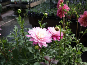 ９月入荷中の花苗の紹介