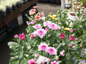 ９月入荷中の花苗の紹介