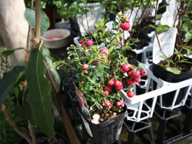 ９月入荷中の花苗の紹介
