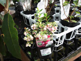 ９月入荷中の花苗の紹介