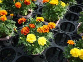 ９月入荷中の花苗の紹介