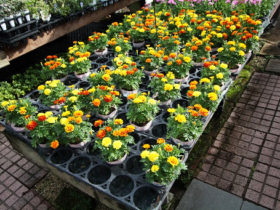 ９月入荷中の花苗の紹介