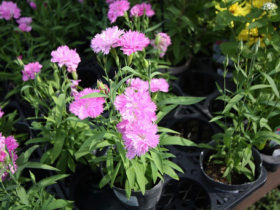 ９月入荷中の花苗の紹介
