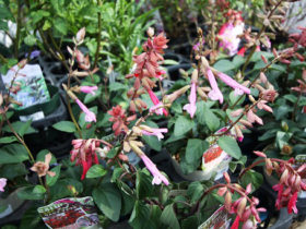 ９月入荷中の花苗の紹介