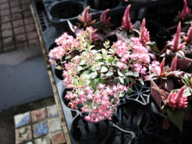 ９月入荷中の花苗の紹介