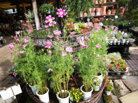 ９月入荷中の花苗の紹介