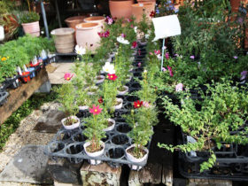 ９月入荷中の花苗の紹介