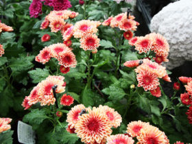 ９月入荷中の花苗の紹介
