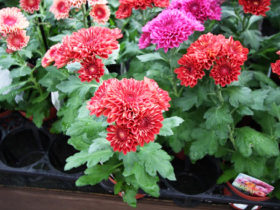 ９月入荷中の花苗の紹介