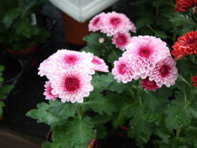 ９月入荷中の花苗の紹介