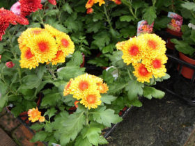 ９月入荷中の花苗の紹介
