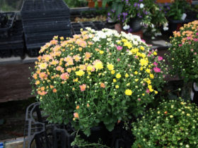 ９月入荷中の花苗の紹介