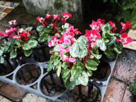 ９月入荷中の花苗の紹介