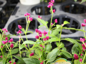 ９月入荷中の花苗の紹介