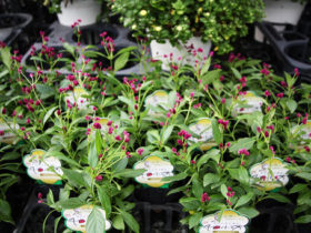 ９月入荷中の花苗の紹介