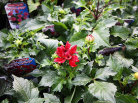 ９月入荷中の花苗の紹介